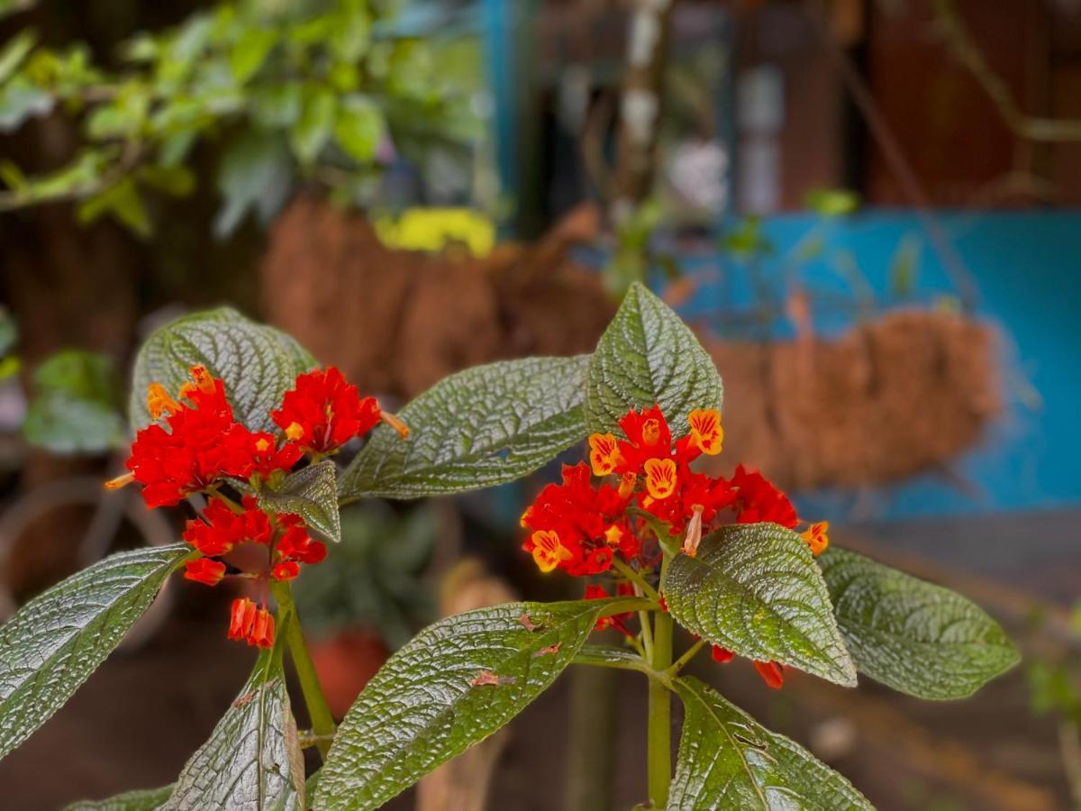 Los Amigos Jungle Hotel Tortuguero Exterior foto